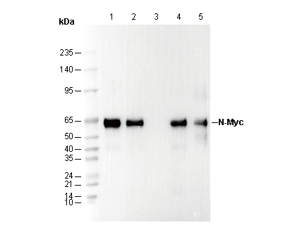 F0896-wb