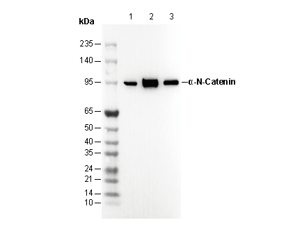 F0920-wb