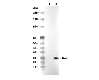 Ras (G12V Mutant Specific) Antibody [E10J6] WB