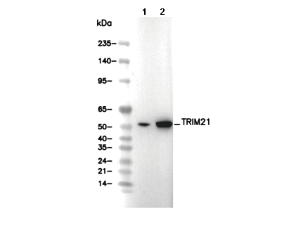 TRIM21 Antibody [G17P6] WB
