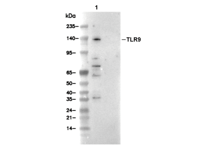 F0972-wb