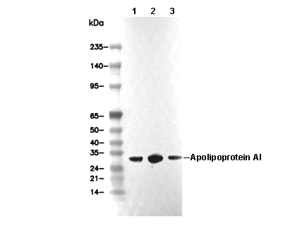 Apolipoprotein A I Antibody [N20J9] WB