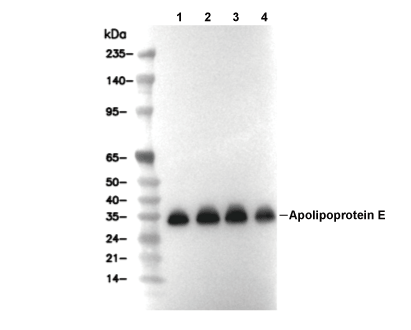 Apolipoprotein E Antibody [B14G10] WB
