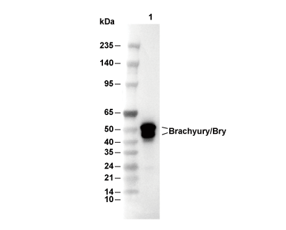 Brachyury/Bry Antibody [B3G11] WB