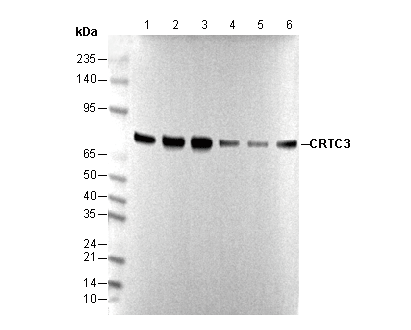 F0985-wb