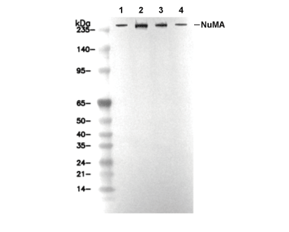 NuMA Antibody [K18C4] WB