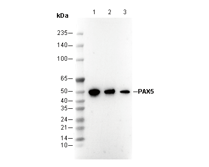 F1006-wb