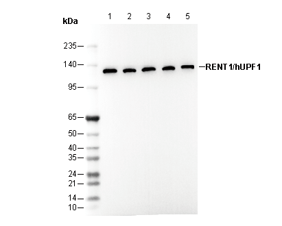 F1011-wb