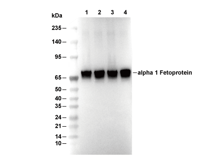 AFP Antibody [M19A22] WB