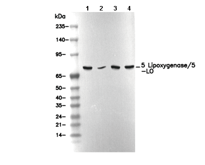 F1022-wb