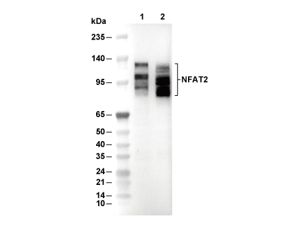 F1044-wb