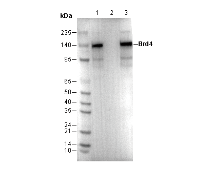 Brd4 Antibody [D15J2] WB