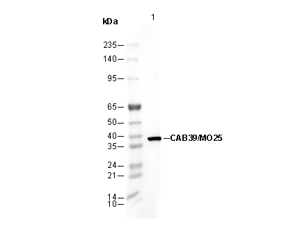F1077-wb
