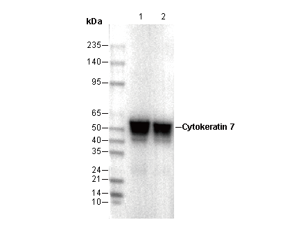 F1082-wb