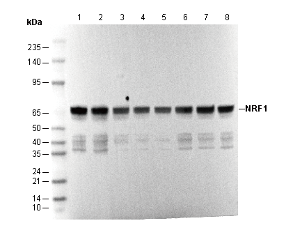 F1099-wb