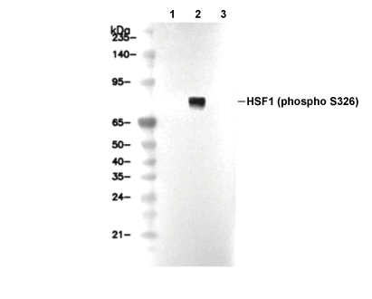 Phospho-HSF1 (Ser326) Antibody [G8N16] WB