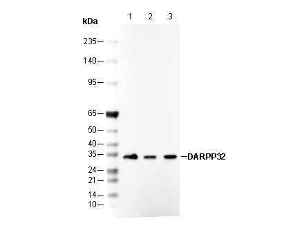 F1184-wb