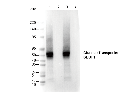 Glucose Transporter GLUT1 Antibody [P22E15] WB