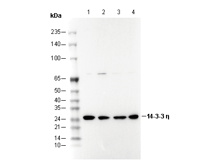 F1222-wb