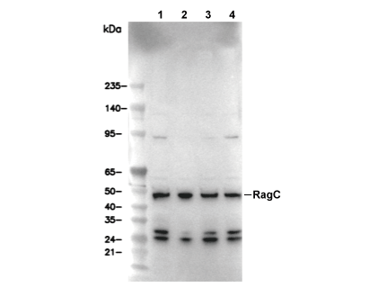 RagC Antibody [H17M14] WB
