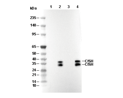 CISH Antibody [J15C14] WB