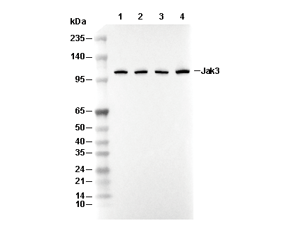 JAK3 Antibody [F8D8] WB