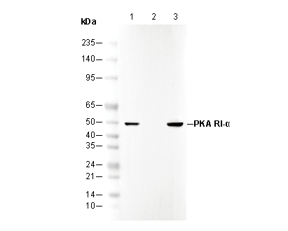 F1294-wb
