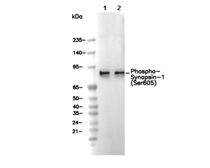 Phospho-Synapsin-1 (Ser605) Antibody [M6M7] WB