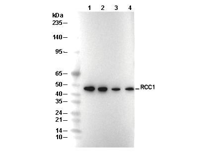 RCC1 Antibody [F6F22] WB