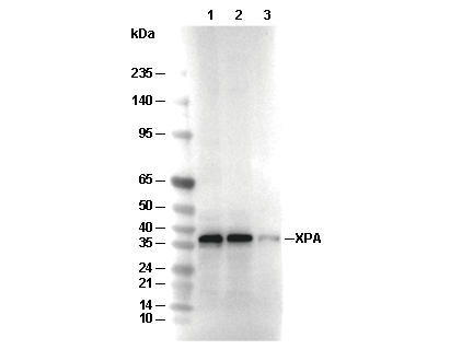 XPA Antibody [H4H1] WB
