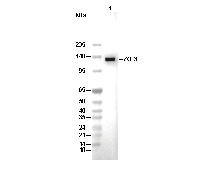 ZO-3 Antibody [A9A20] WB