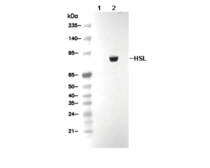 HSL Antibody [M23F5] WB