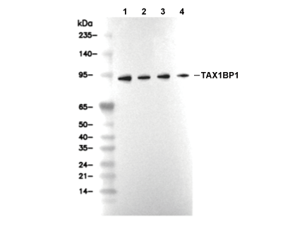 TAX1BP1 Antibody [B22F23] WB