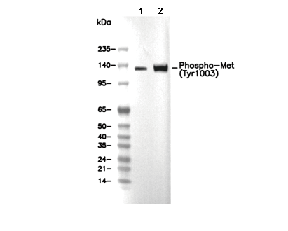 Phospho-Met (Tyr1003) Antibody [A3E17] WB