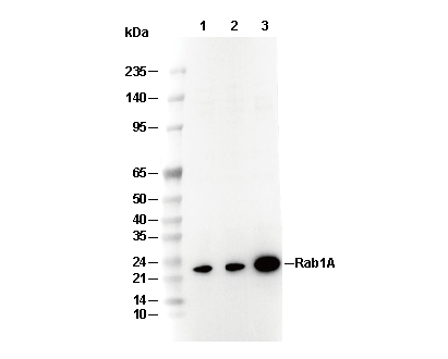 Rab1A Antibody [B9J11] WB
