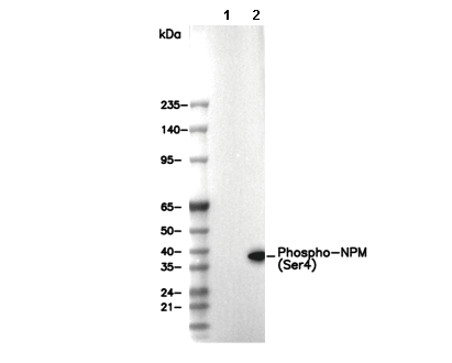 Phospho-NPM (Ser4) Antibody [A23L11] WB