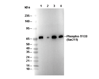 Phospho-TFEB (Ser211) Antibody [N21G19] WB