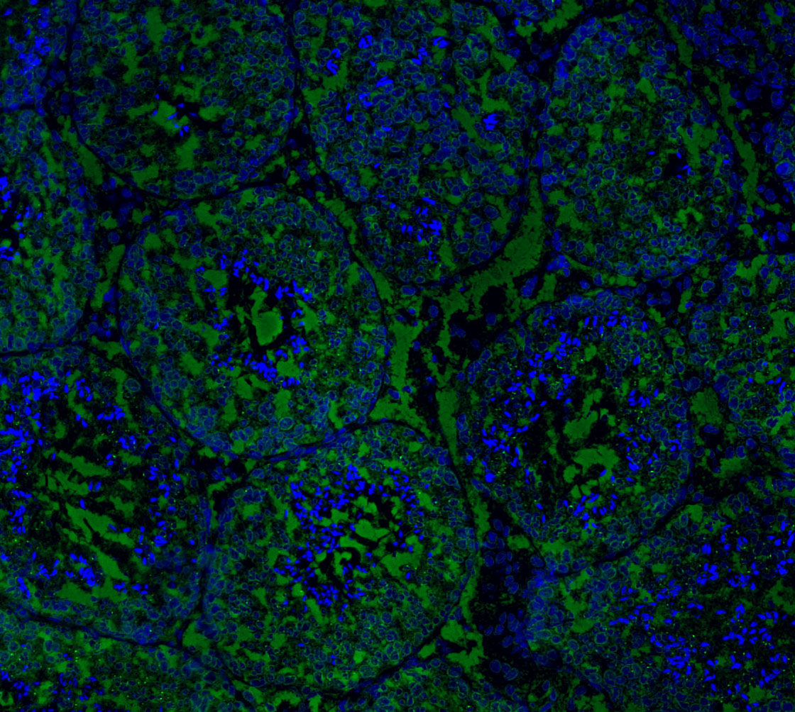 F1495-IF-Mouse-Testis
