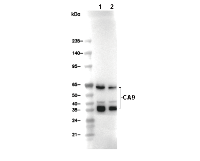 CA9 Antibody [J19A24] WB