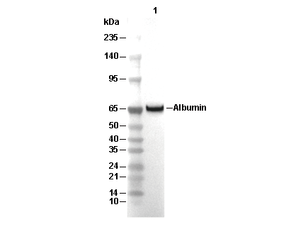 Human Serum Albumin Antibody [L7A9] WB