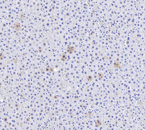 F1534-IHC1