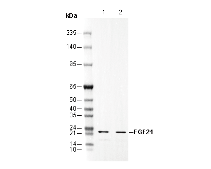 F1541-wb