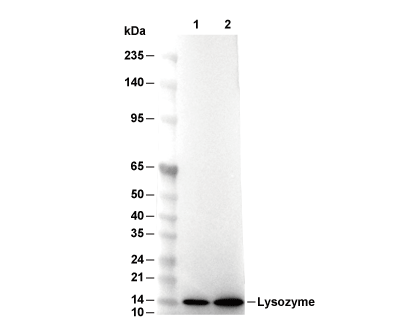 Lysozyme Antibody [D18K12] WB