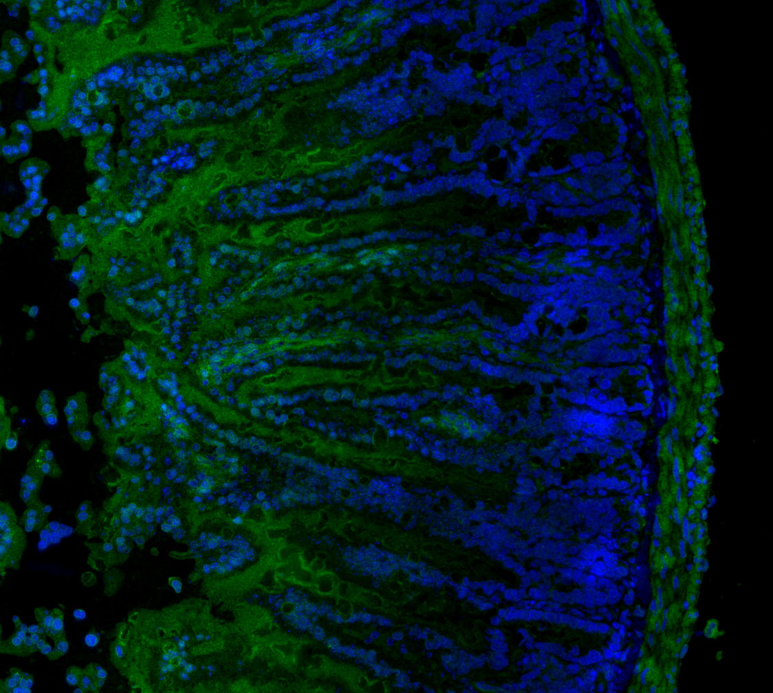 F1568-IF-Mouse-Small-Intestine
