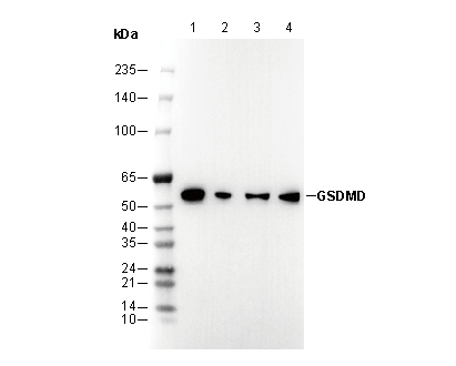 F1568-wb