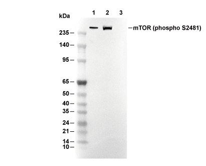 Phospho-mTOR (Ser2481) Antibody [H20P20] WB