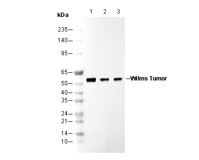 F1596-wb