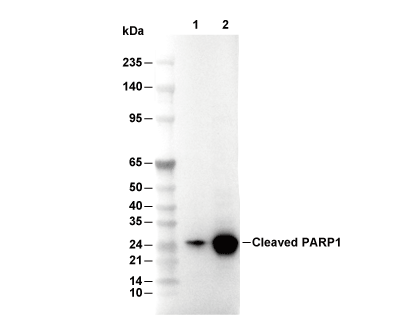 Cleaved PARP1 Antibody [K10A21] WB