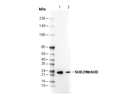 F1619-wb