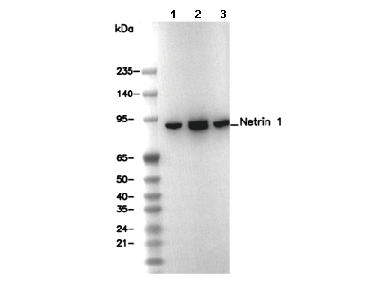 Netrin 1 Antibody [B4C16] WB